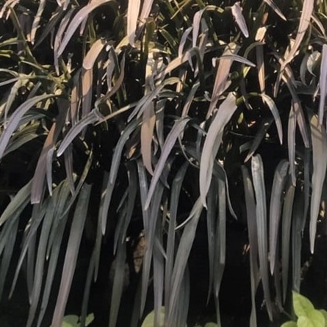 May Flowers Horticulture Installation 84